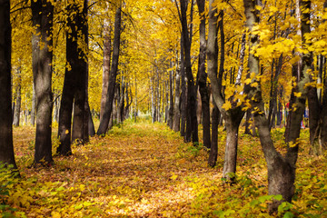 the road in the Park between the trees, covered with yellow leaves, autumn day