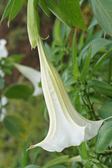 flower from a Catalpa bignonioides