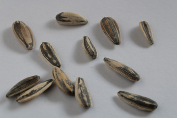 sunflower seeds isolated on white