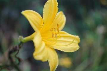 yellow flower