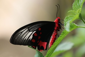 butterfly on leaf