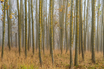 Bäume im Spätherbst bei Nebel