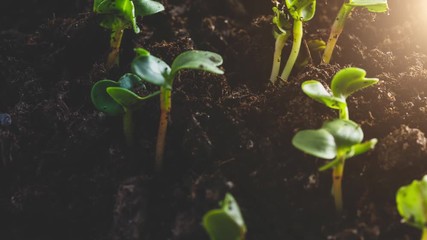 Seeds Growing Time Lapse Macro Morning Light