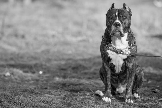American Staffordshire Terrier, PitBull, sitting outdor
