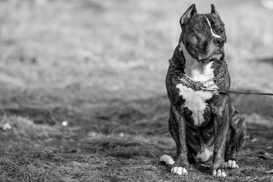 American Staffordshire Terrier, PitBull, sitting outdor