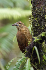 Xiphocolaptes promeropirhynchus, Strong-billed woodcreeper The bird is perched on the tree trunk in nice natural wildlife environment of Ecuador..