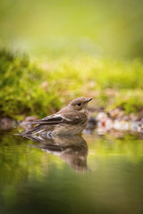 Muscicapa striata, Spotted flycatcher The bird is sitting at the waterhole in the forest Reflecting on the surface Preparing for the bath Colorful backgound with some flower