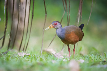 The Grey-necked Wood Rail, Aramides cajaneus is walking in the green grass, very small deep of focus, Trinidad..