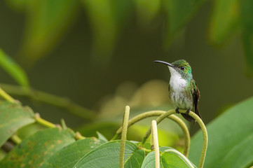 Amazilia brevirostris, White-chested emerald The hummingbird is sitting on the flower prepared to drink the nectar, amazing colored bird, amazing picturesque green background..