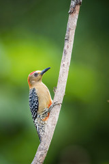 Melanerpes rubricapillus rubricapillus, Red-crowned woodpecker The bird is perched on the branch in nice wildlife natural environment of Trinidad and Tobago..