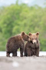 Obraz premium The&nbsp;young Kamchatka&nbsp;brown&nbsp;bear, Ursus arctos beringianus catches salmons at Kuril Lake in Kamchatka, running and playing in the water, action picture