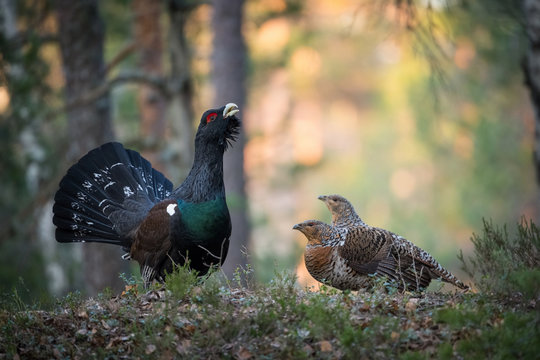The Western Capercaillie Tetrao urogallus also known as the Wood Grouse Heather Cock or just Capercaillie in the forest is showing off during their lekking season They are in the typical habitat..