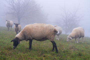 Schafe im Nebel zur Herbst Zeit