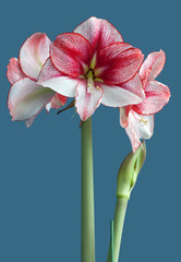 Hippeastrum Amaryllis Temptation large flowering closeup