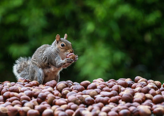 squirrel and nuts