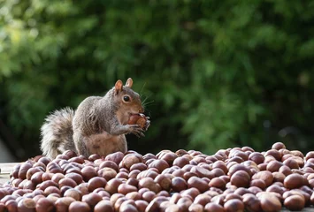 Foto auf Acrylglas Eichhörnchen Eichhörnchen und Nüsse