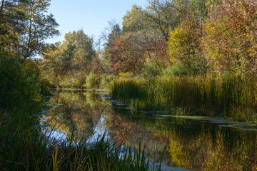 Fototapeta na wymiar Scenic view of small river in the autumn forest, Ukraine.