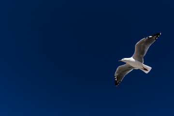 Fototapeta na wymiar Seagull flying through blue skies