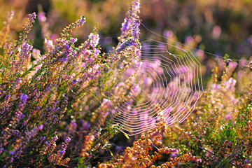 Heide mit Spinnennetz im Spätsommer - flowering Heather, Calluna vulgaris with spider web