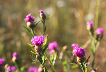 Common Knapweed (Centaurea nigra) on dawn. Selective focus