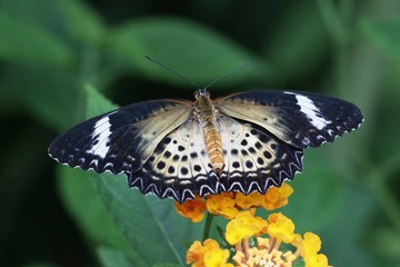 butterfly on a flower