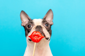 Funny dog breed Boston Terrier tries on red lips props on a wooden stick on a blue background in the Studio. Creative. Comic context.