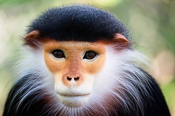 Portrait of a beautiful red-shanked douc langur