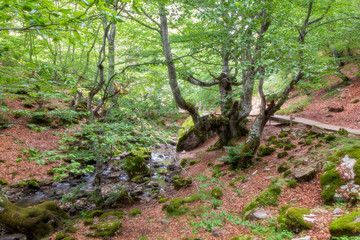 Obraz premium Hayedo