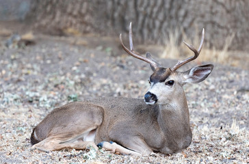 Naklejka na ściany i meble blacktail deer, Pinnacles National Park, California