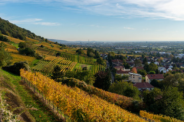 Fototapeta premium Herbst und herbstliche Farben in den Weinreben von Schriesheim in Baden-Württemberg. Aussicht von der Strahlenburg