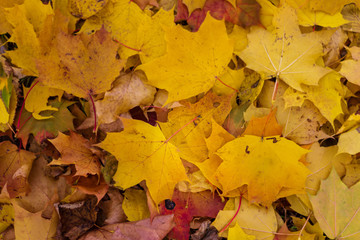 Naklejka na ściany i meble the ground is strewn with yellow leaves, autumn