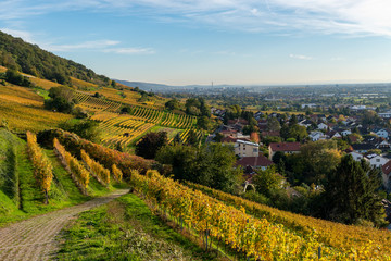 Herbst und herbstliche Farben in den Weinreben von Schriesheim in Baden-Württemberg .Aussicht von der Strahlenburg - obrazy, fototapety, plakaty