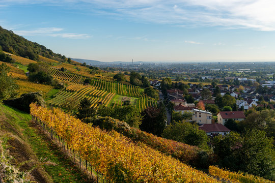 Herbst und herbstliche Farben in den Weinreben von Schriesheim in Baden-W&uuml;rttemberg. Aussicht von der Strahlenburg