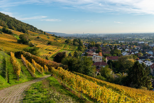 Herbst und herbstliche Farben in den Weinreben von Schriesheim in Baden-Württemberg .Aussicht von der Strahlenburg