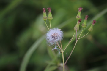 dandelion flowers nature