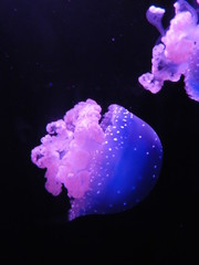 Naklejka na ściany i meble jellyfish