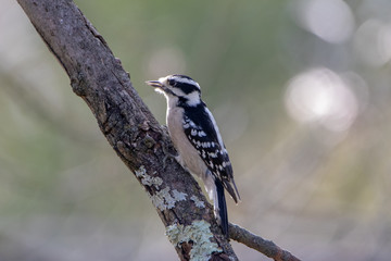 Woodpecker sitting on tree branch