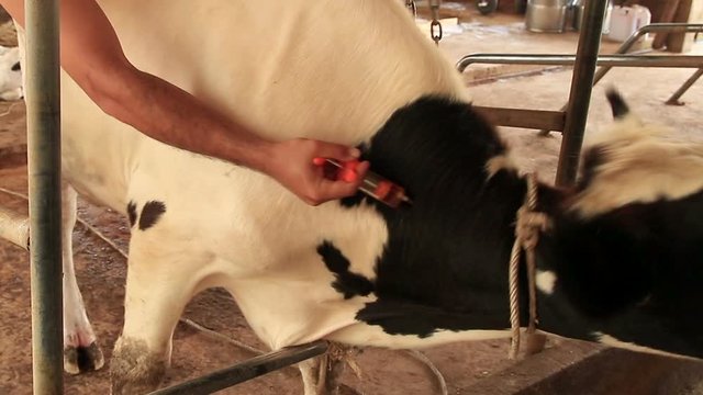 Farmers giving injection to cow mother after give newborn in Local Farm