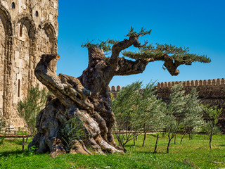 Alaverdi Kathedrale Kachetien Georgien