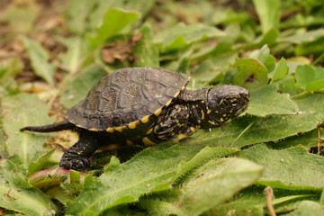 Jungtier Europäische Sumpfschildkröte, Emys orbicularis, auf dem Weg zum Wasser