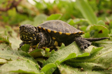 Europäische Sumpfschildkröte, Emys orbicularis. Jungtier frisch geschlüpft aus der...