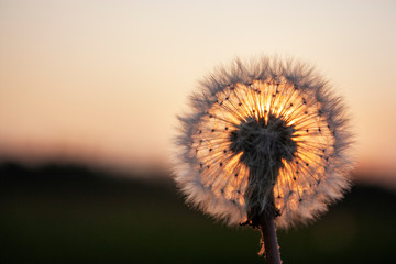 The sun illuminates a dandelion at sunset. Meadow at sunset. Close-up of dandelion in the sun
