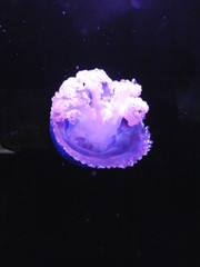 jellyfish