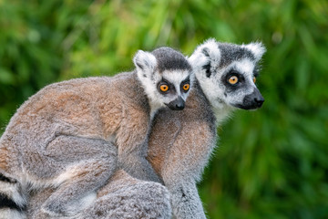 Lemur catta cub on mother's back