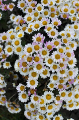 Autumn bloom of chrysanthemum