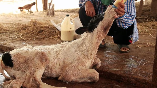 Farmer give feeding baby cow in the farm