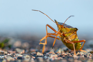 Brown marmorated stink bug