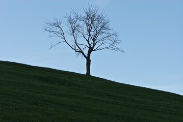 lonely standing bare tree  against sky