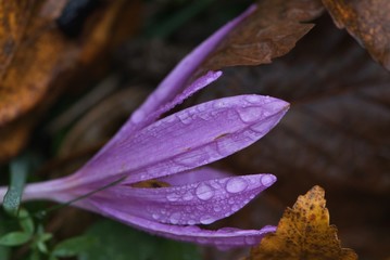 some violet Swiss flower with rain drops on autumn leaves