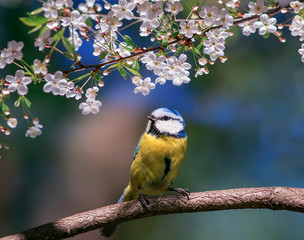 Fototapeta premium cute beautiful bird tit azure sits in a blooming pink Apple tree branch in the may garden on a Sunny day